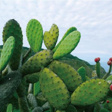 ウチワサボテンオイル