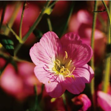 イブニングプリムローズオイル