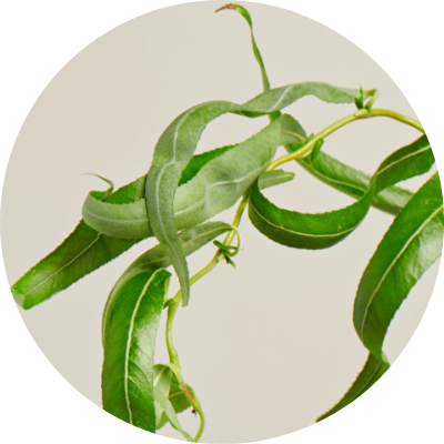 エンドウ芽エキス