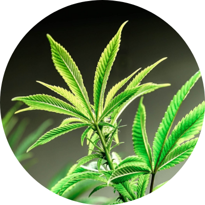 ヘンプシードオイル