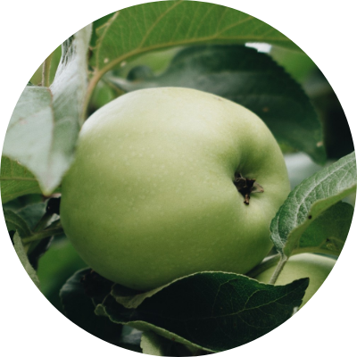 リンゴ果実エキス