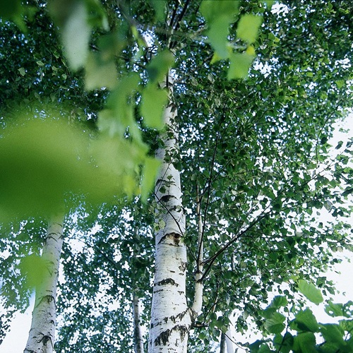 ヨーロッパシラカバ葉エキス
