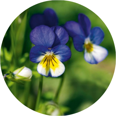 サンシキスミレ