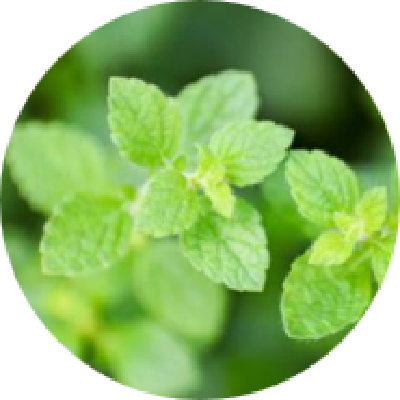 メリッサ（レモンバーム）(整肌成分)