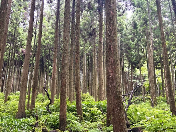 【SEORii】CIRCULATION EXTRACT（フミン酸フルボ酸）