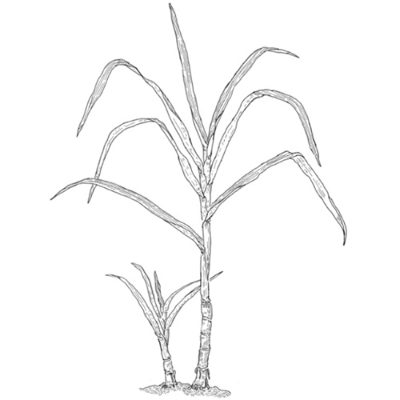 オーガニックシュガースクワラン（整肌成分）