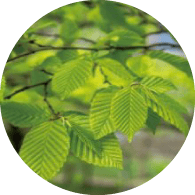 オーガニックブナエキス*4