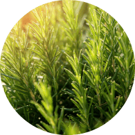 オーガニックローズマリー葉エキス*8