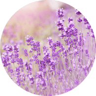 オーガニックラベンダー花エキス*6