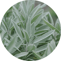 オーガニックセージ葉エキス*7