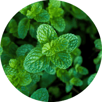 セイヨウハッカ油