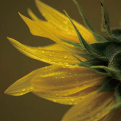 ヒマワリ種子油