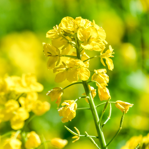 エルカラクトン