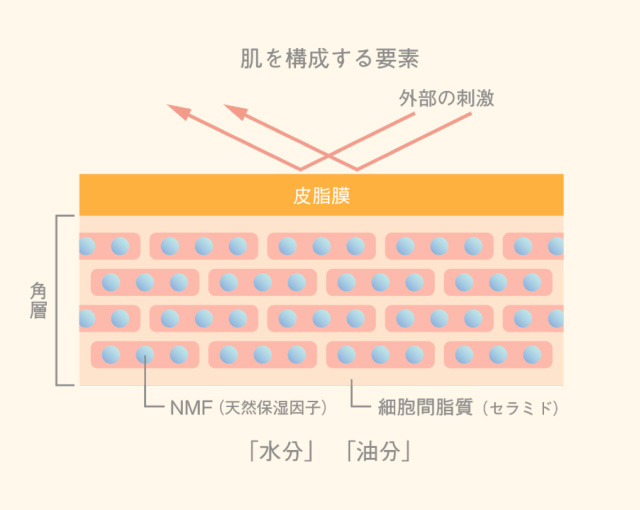 肌を構成する要素