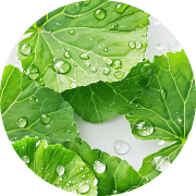 ツボクサ（CICA）