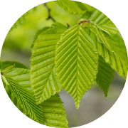 オーガニックブナエキス