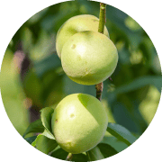 オーガニックウメ果実エキス