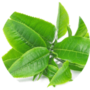 オーガニックチャ葉エキス