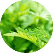 オーガニックヨモギ葉エキス