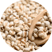 ハトムギ種子発酵液