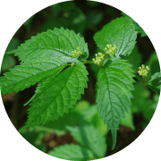 ネムリペア発酵液