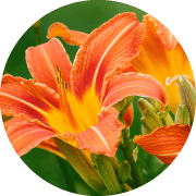 デイリリー花発酵液