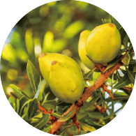 オーガニック アルガンオイル