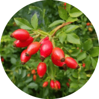 ローズヒップ油