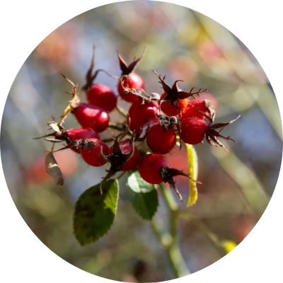 ローズヒップオイル*¹