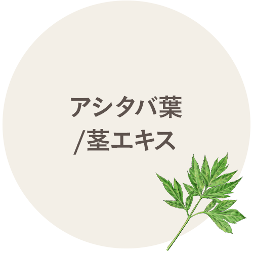 アシタバ葉/茎エキス