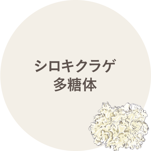 シロキクラゲ多糖体