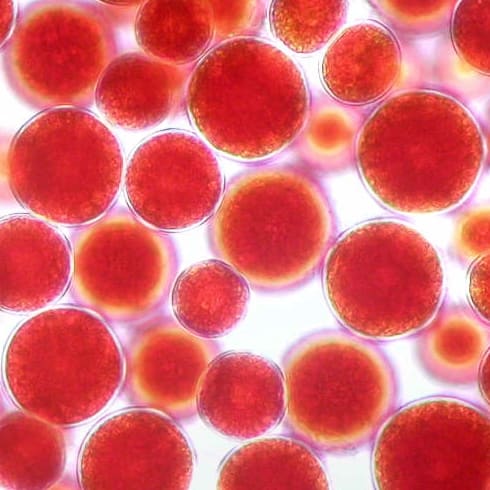 アスタキサンチン