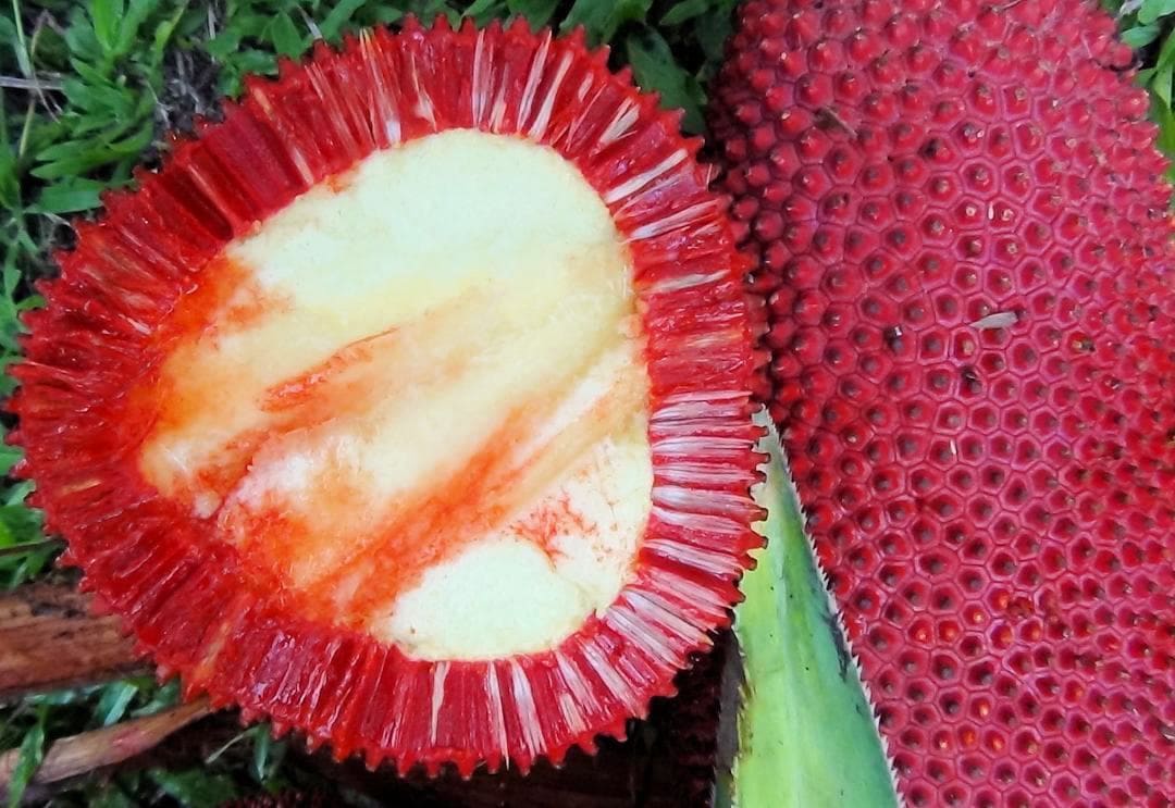 【amritara】ライス＆グレープ ラディエンス クリーム SPF12 PA++ 30g