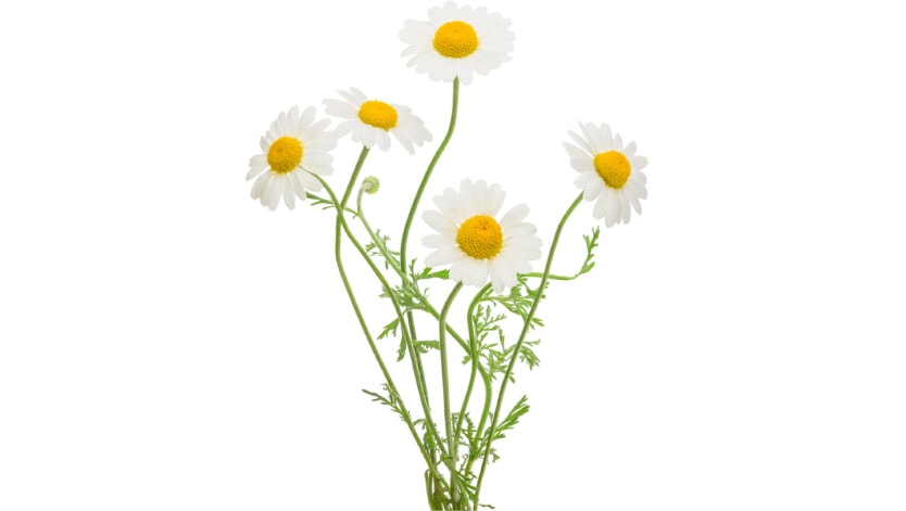 オーガニックカモミールエキス配合