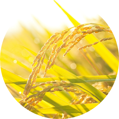 植物性セラミド