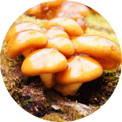 フォリオタミクロスポラ多糖体