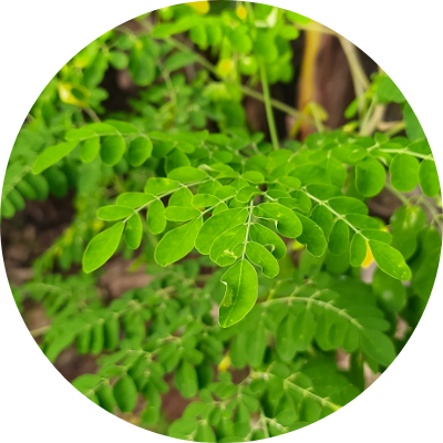 モリンガオイル（ワサビノキ種子油）