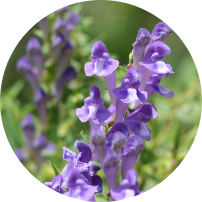 オウゴン（オウゴン根エキス）