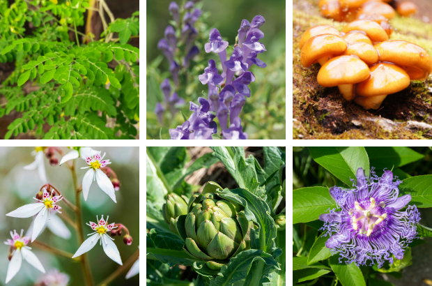 【Naturaglace】カラーコレクター＜全3色＞