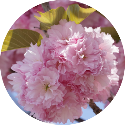 サクラ（サトザクラ花エキス）