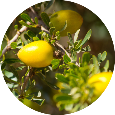 アルガン（アルガニアスピノサ核油）