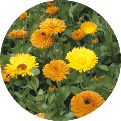 トウキンセンカ（トウキンセンカ花エキス）