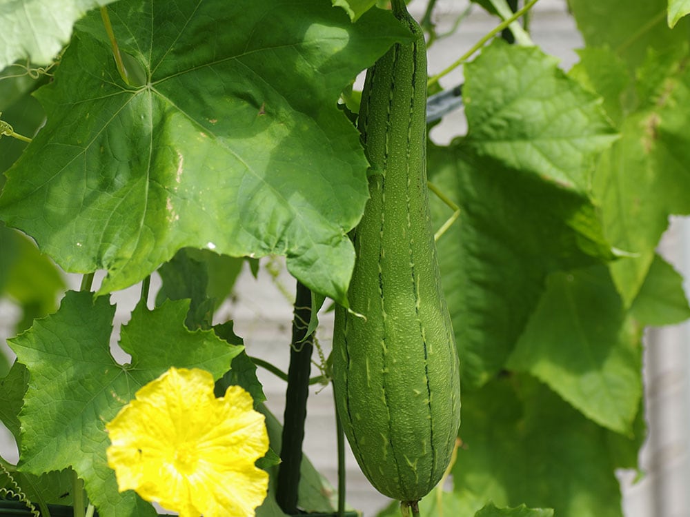 キー成分 ヘチマ根エキスの画像