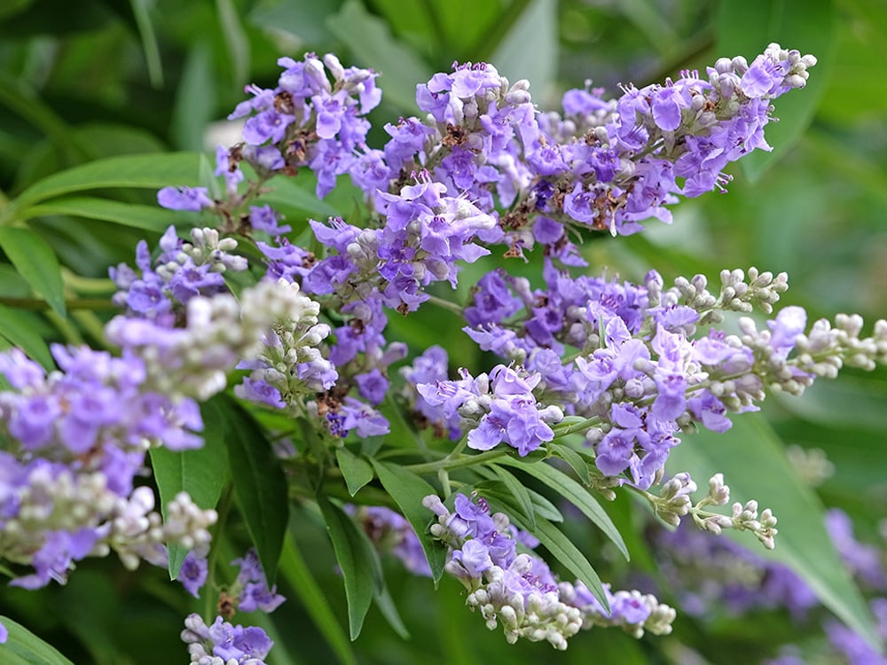 キー成分 セイヨウニンジンボク果実エキスの画像