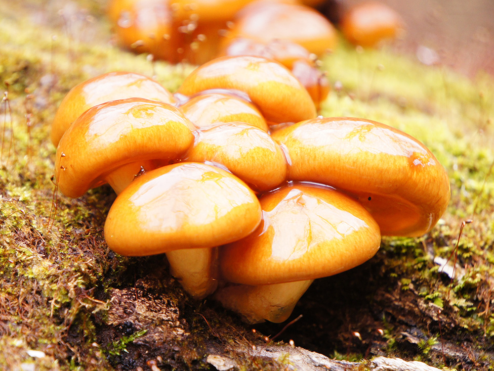 キー成分 フォリオタミクロスポラ多糖体の画像