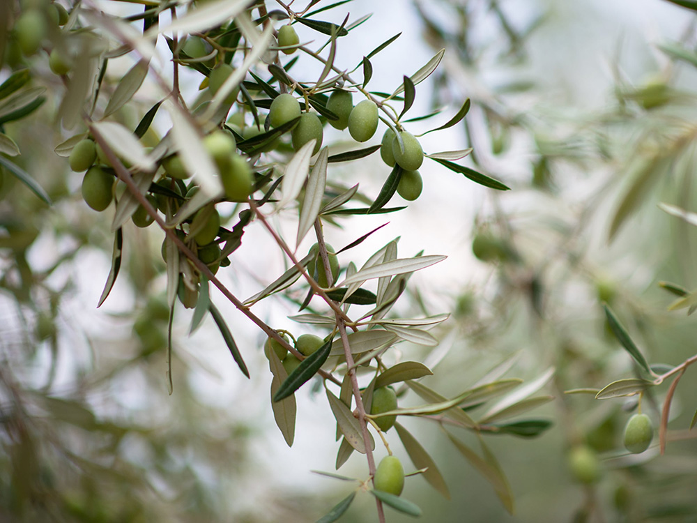 キー成分 セラメーラの画像