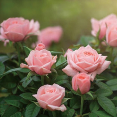 センチフォリアバラ花油