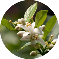 ネロリエッセンシャルオイル