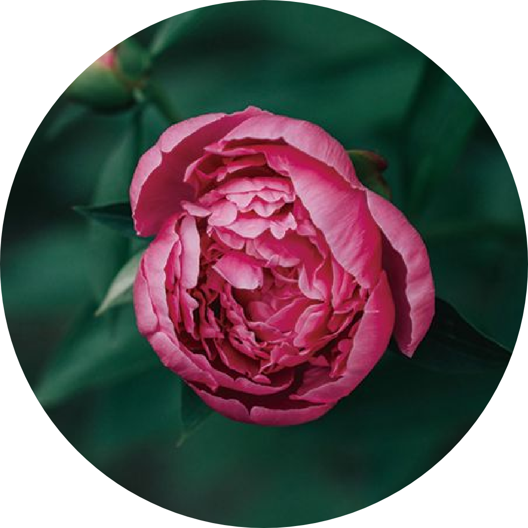 キー成分02_白バラ、キー成分02_ボタン、キー成分02_月見草、