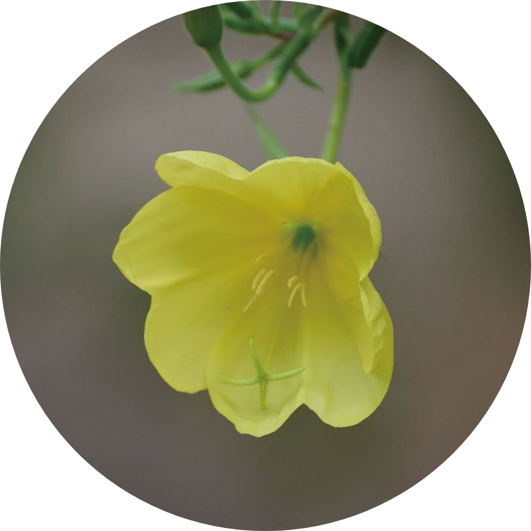 キー成分02_白バラ、キー成分02_ボタン、キー成分02_月見草、